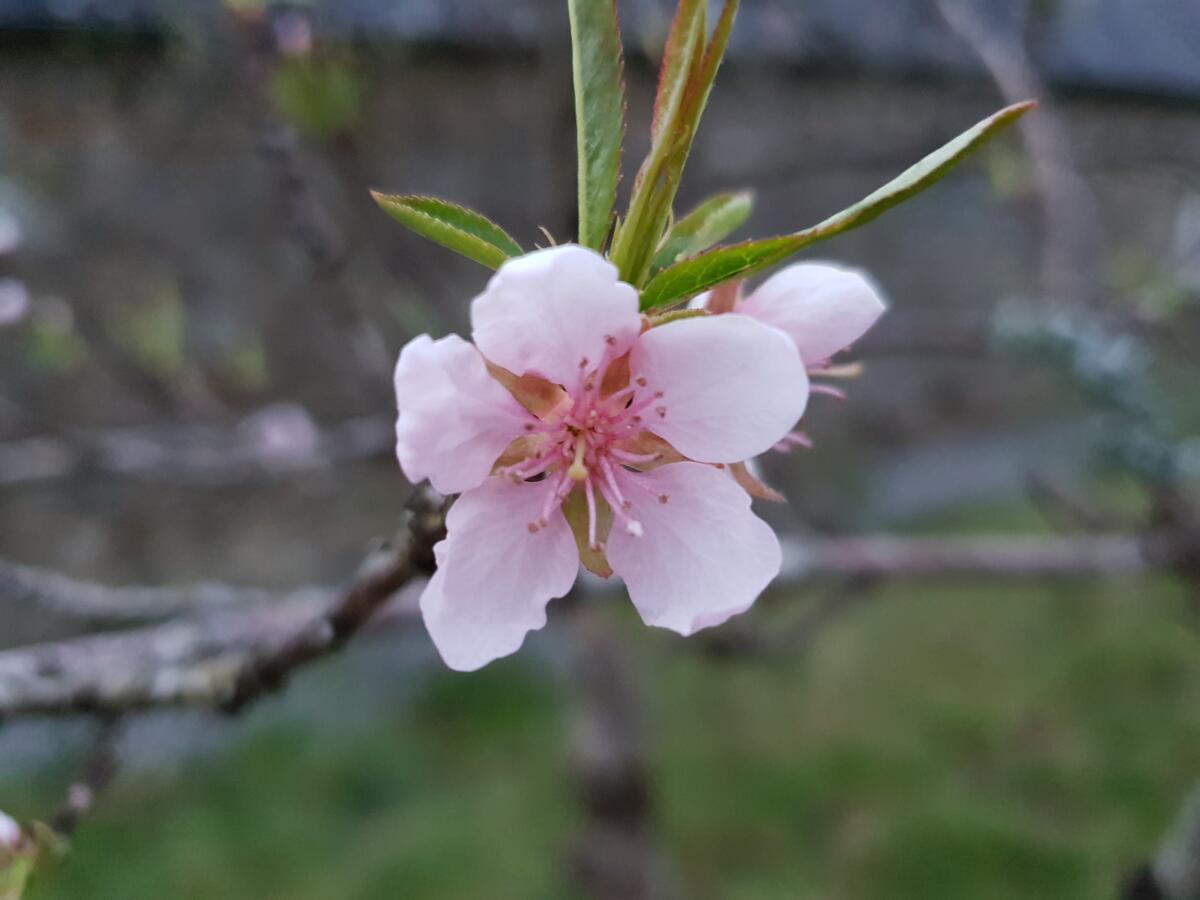 Couloumine Breizh Bed and Breakfast Saint-Aignan  Buitenkant foto