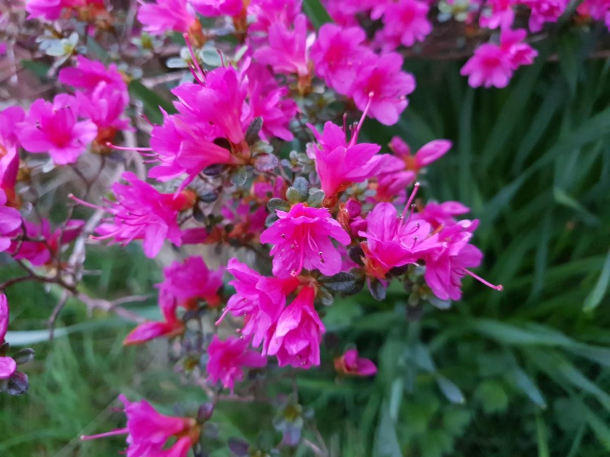 Couloumine Breizh Bed and Breakfast Saint-Aignan  Buitenkant foto