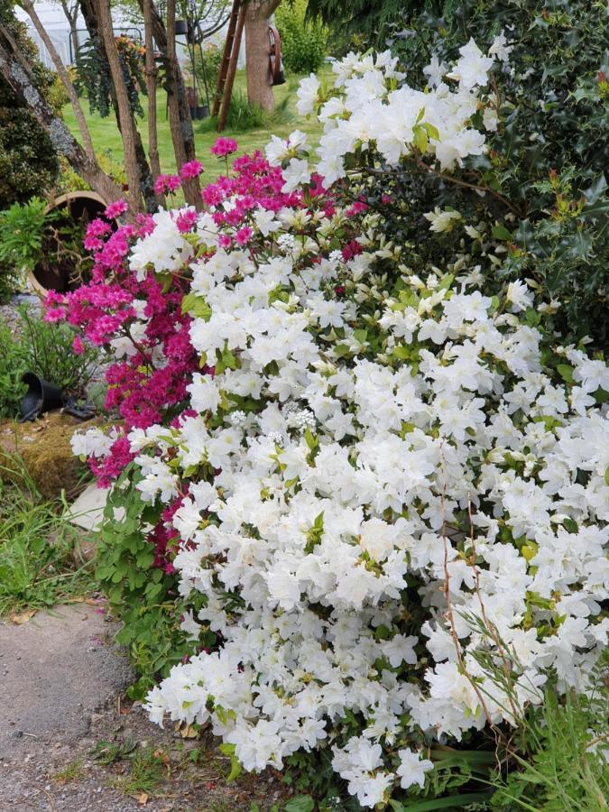 Couloumine Breizh Bed and Breakfast Saint-Aignan  Buitenkant foto